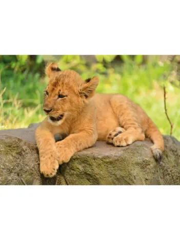 Produit Mini-puzzle Lion Image