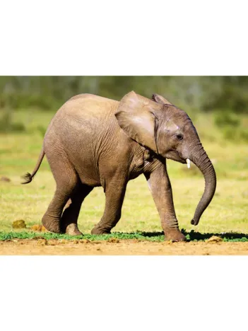 Produit Mini-puzzle Elephant Image