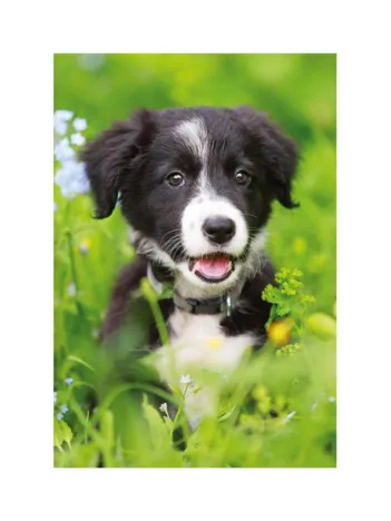 Produit Mini-puzzle Chien Image