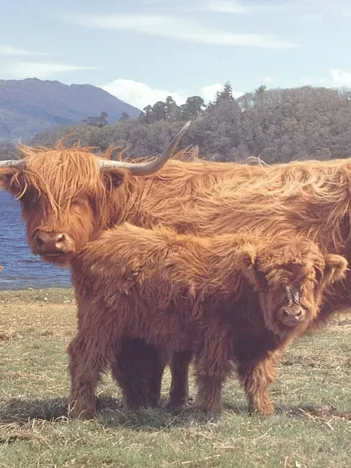 Produit Highlanders Image