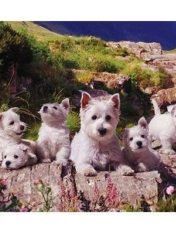 Produit Westies Image