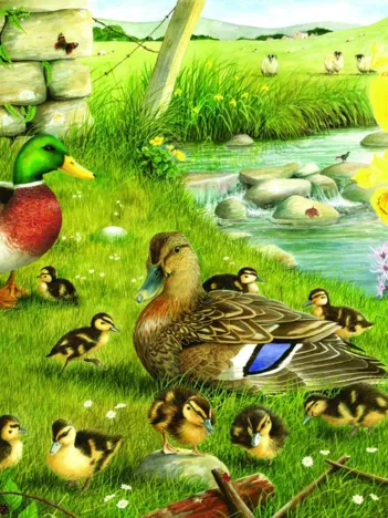 Produit Pièces XXL - Ducks To Water Image