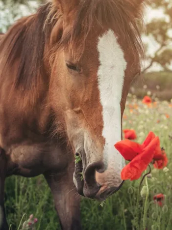 Produit Cheval dans un Champ de Coquelicots Image