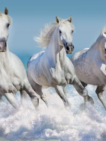 Produit Horse Paradise Image