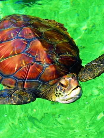 Produit La Réunion - Tortue de Mer Image