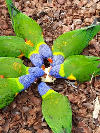 Produit Bird Flower Image