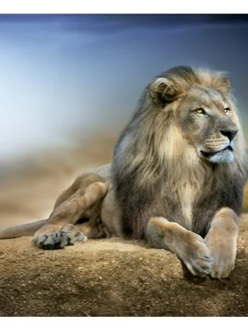 Produit Sa Majesté le Lion Image