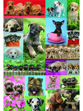 Produit Collage petits chiens Image