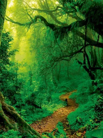 Produit Enchanted Forest Image