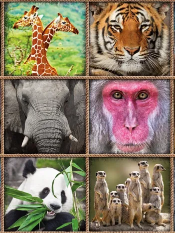 Produit Collage d'Animaux Sauvages Image