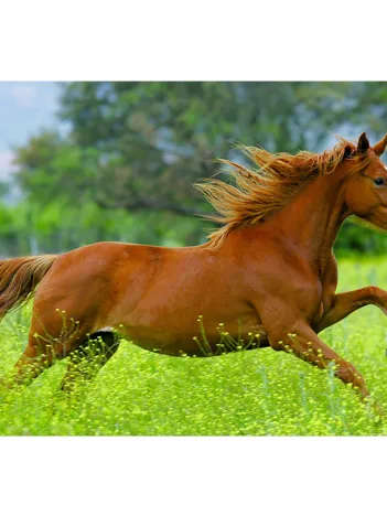 Produit Grand galop Image