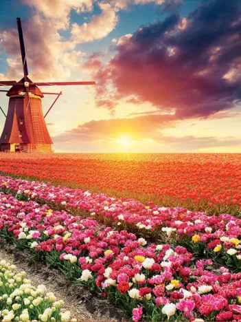 Produit Champs de Tulipes Image