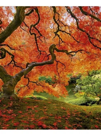 Produit Jardin Japonais Image