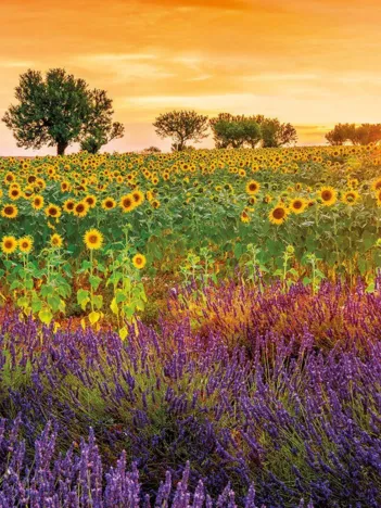 Produit Champ de Tournesols et de Lavande Image