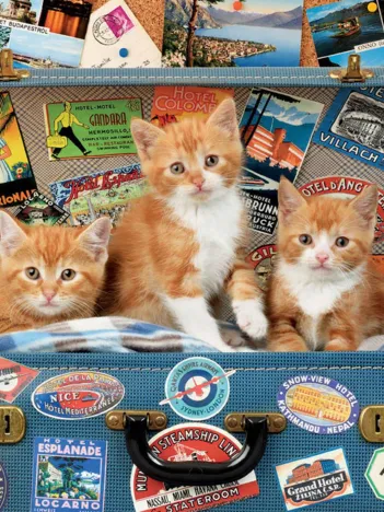 Produit Chatons en Voyage Image