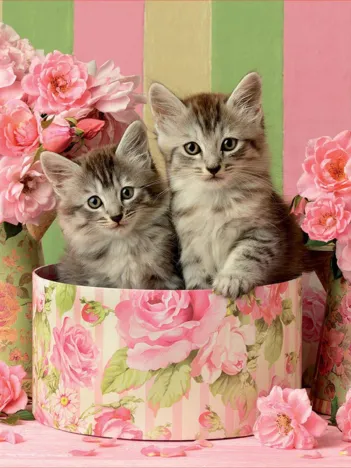 Produit Chaton avec des Roses Image