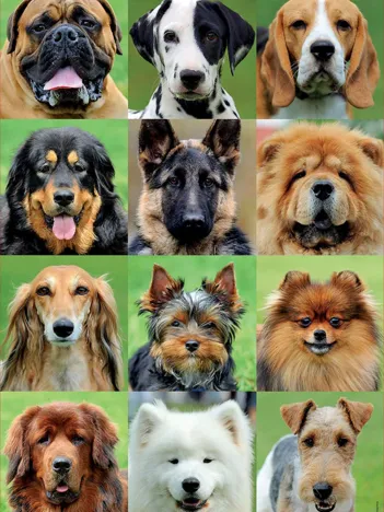 Produit Collage de Chiens Image