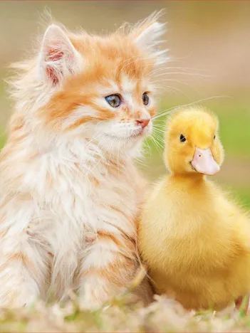 Produit Adorable Friends Image