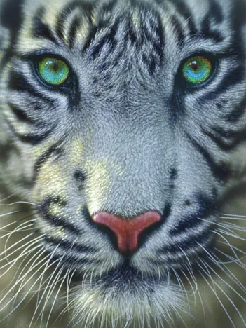 Produit Tigre Blanc Image