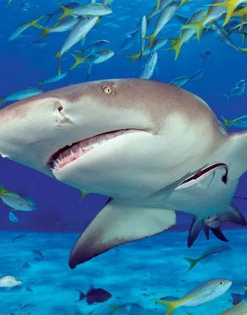 Produit Requin Image