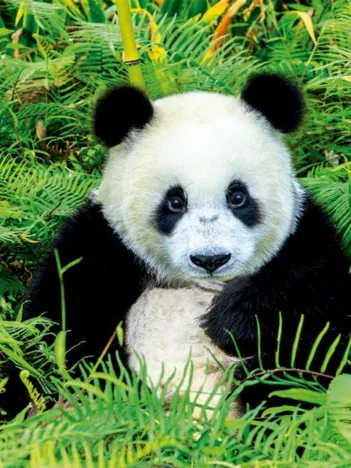 Produit Panda Image