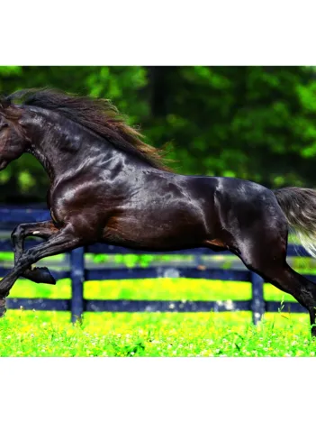 Produit Grand galop Image