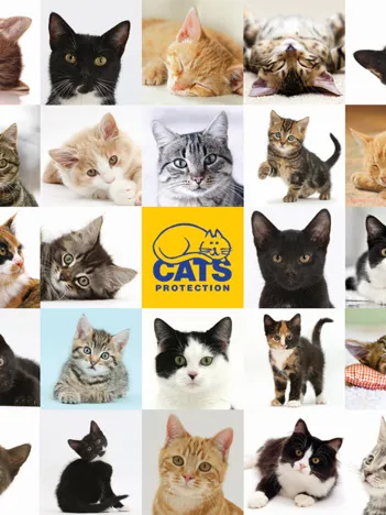 Produit Cats Protection Image