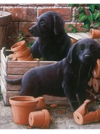 Produit Bill & Ben Image