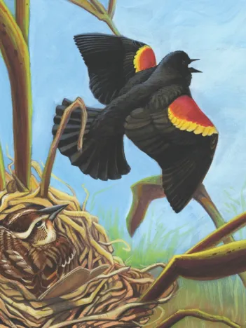 Produit Red-winged Blackbird Image