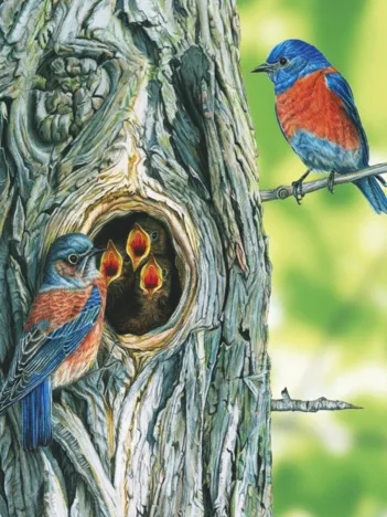 Produit Western Bluebird Mini Image