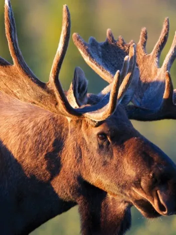 Produit Bull Moose Mini Image