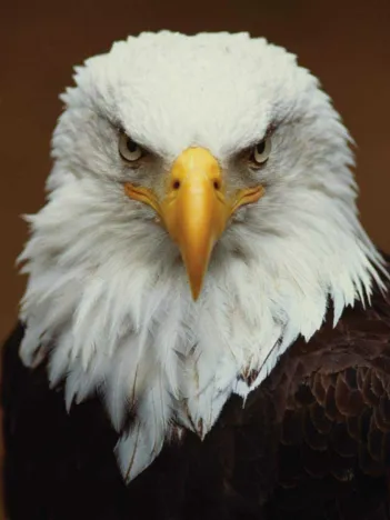 Produit Bald Eagle Mini Image