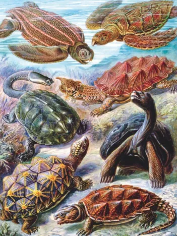 Produit Vintage Images - Tortues Image