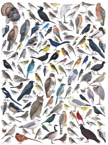 Produit Birds of Western North America Image