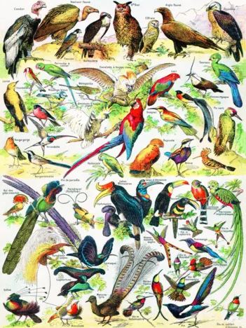 Produit Birds - Oiseaux Image