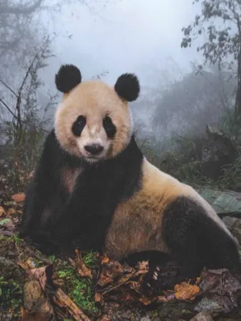 Produit Giant Panda Image