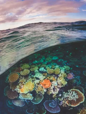 Produit Great Barrier Reef Image