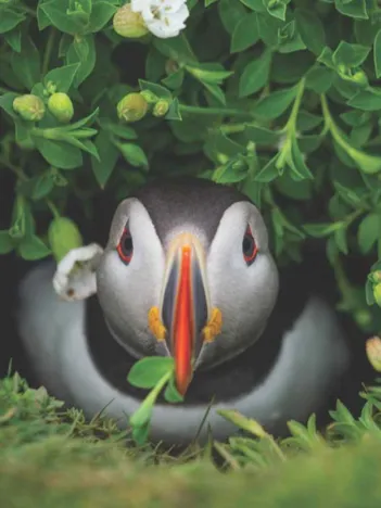 Produit Puffin Chick Image