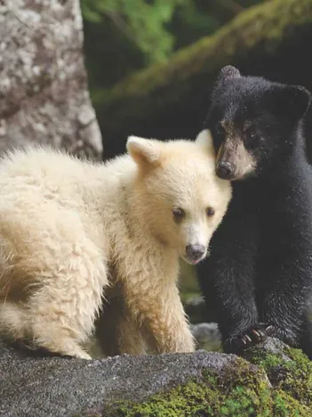 Produit Bear Buddies Image