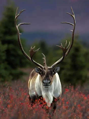 Produit Spirit of the North Image