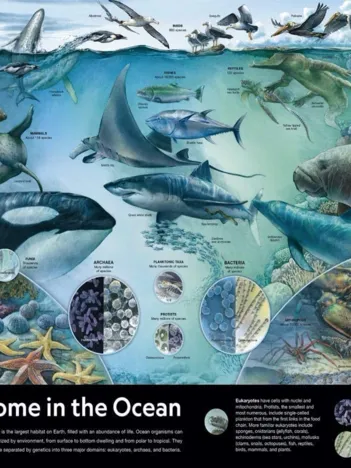 Produit Home in the Ocean Image