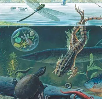 Produit Pièces XXL - Freshwater Ecosystem Image