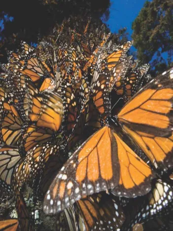 Produit Pièces XXL - Monarch Butterflies Image