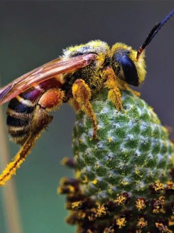 Produit Pièces XXL - Busy Bee Image