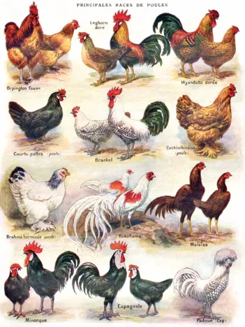 Produit Pièces XXL - Poules - Poultry Image