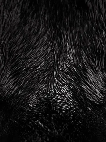 Produit Yeux de Chat Image