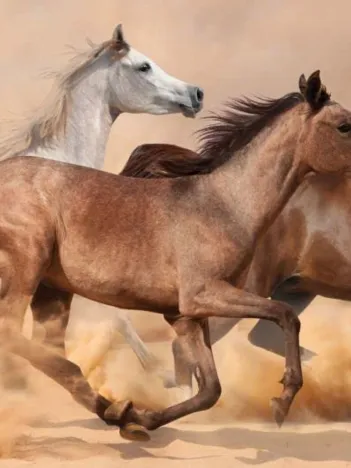 Produit Chevaux courant dans la Tempête de Sable Image