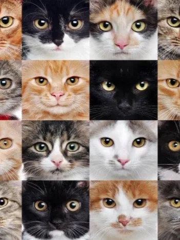 Produit Collage de Chats Image