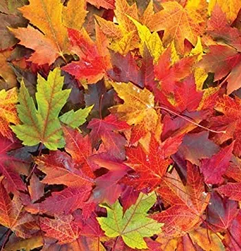 Produit Feuilles d'Automnes Image