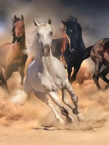 Produit The Horse Race Image